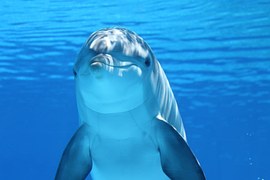 head and shoulders of a dolphin hovering in blue water. he is smiling slightly and white caustics play on his forehead